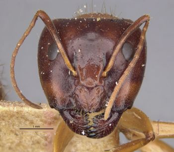 Media type: image;   Entomology 21452 Aspect: head frontal view